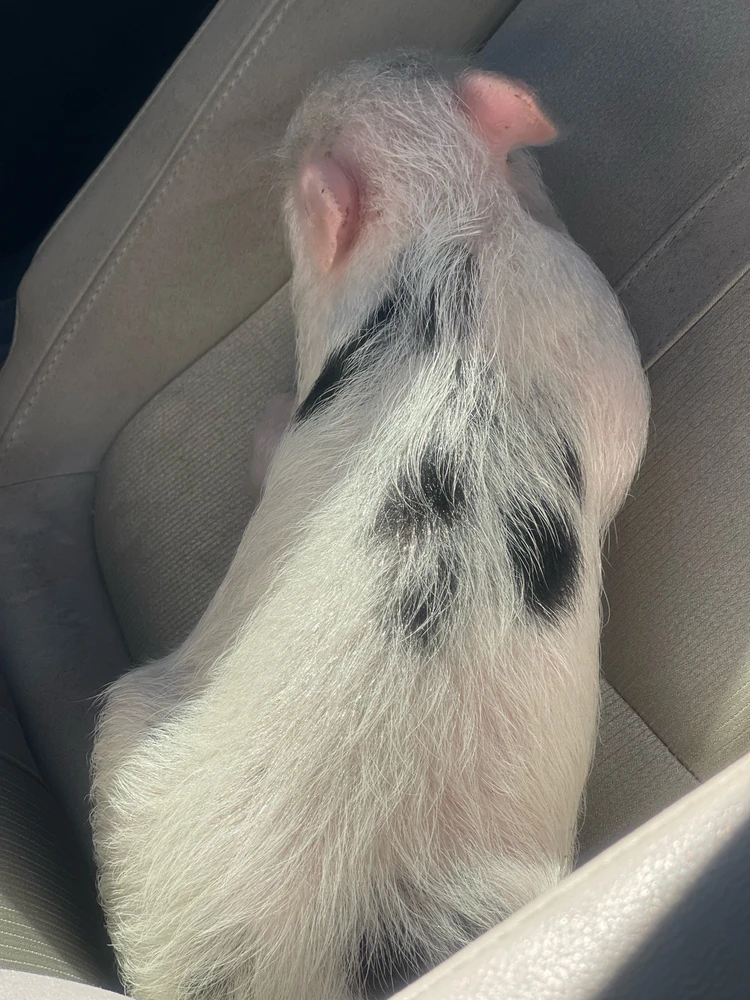 GIF uploaded by Bumble