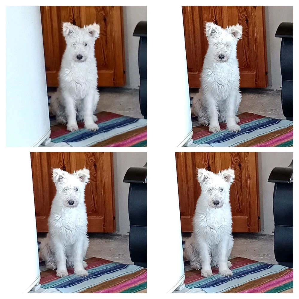 Mukaddes tarafından yüklenen GIF