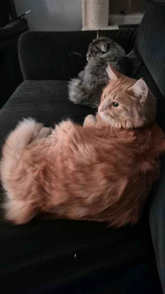 GIF hochgeladen von Tobi