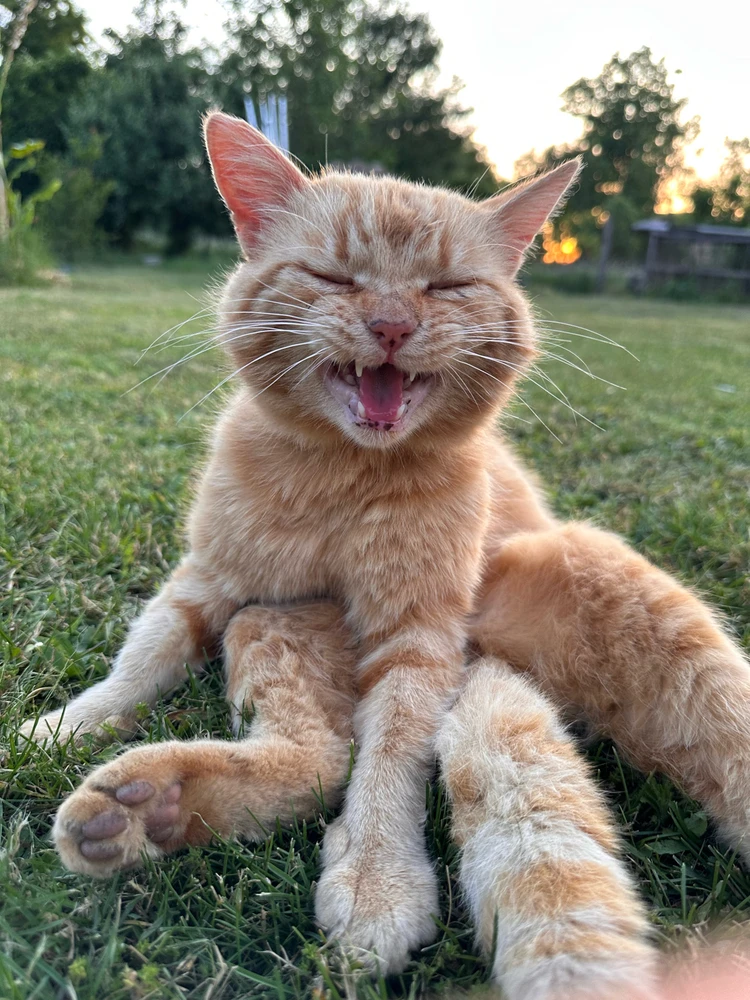 Tamás által feltöltött GIF