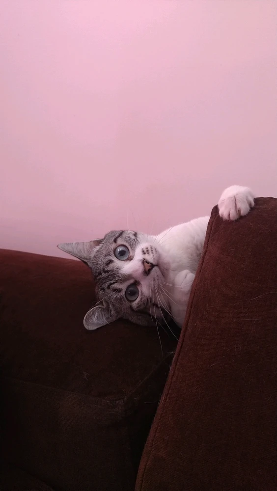 Imagem enviada por Monica