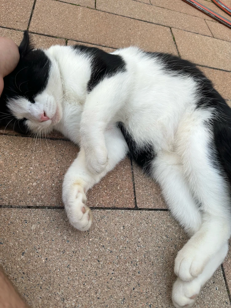 GIF hochgeladen von Charmanter Bandit