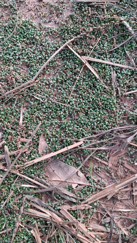 Image uploaded by Falin