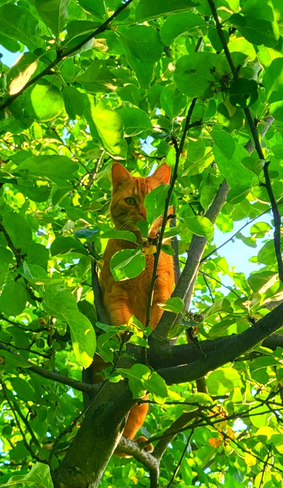 GIF hochgeladen von Shaggy