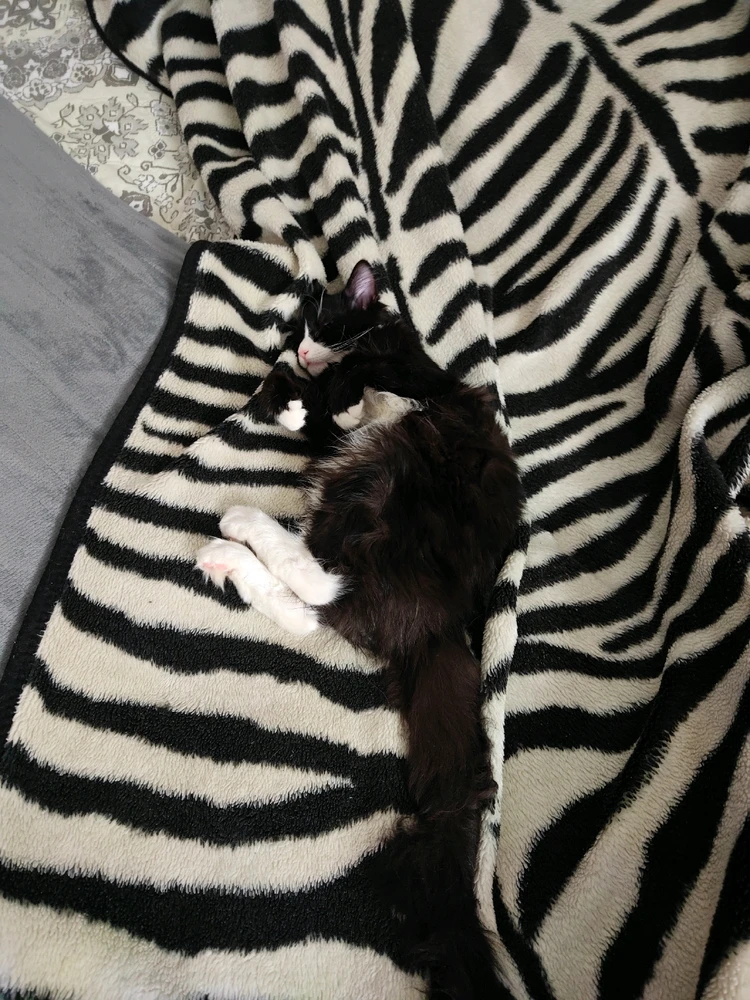 GIF uploaded by Nicolae