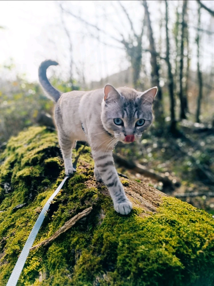 AlessandroがアップロードしたGIF