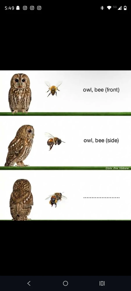 Image uploaded by Gaia