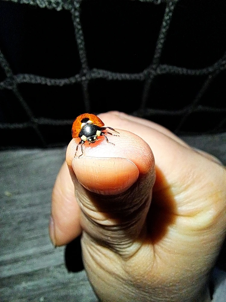 Image ajoutée par Angélique