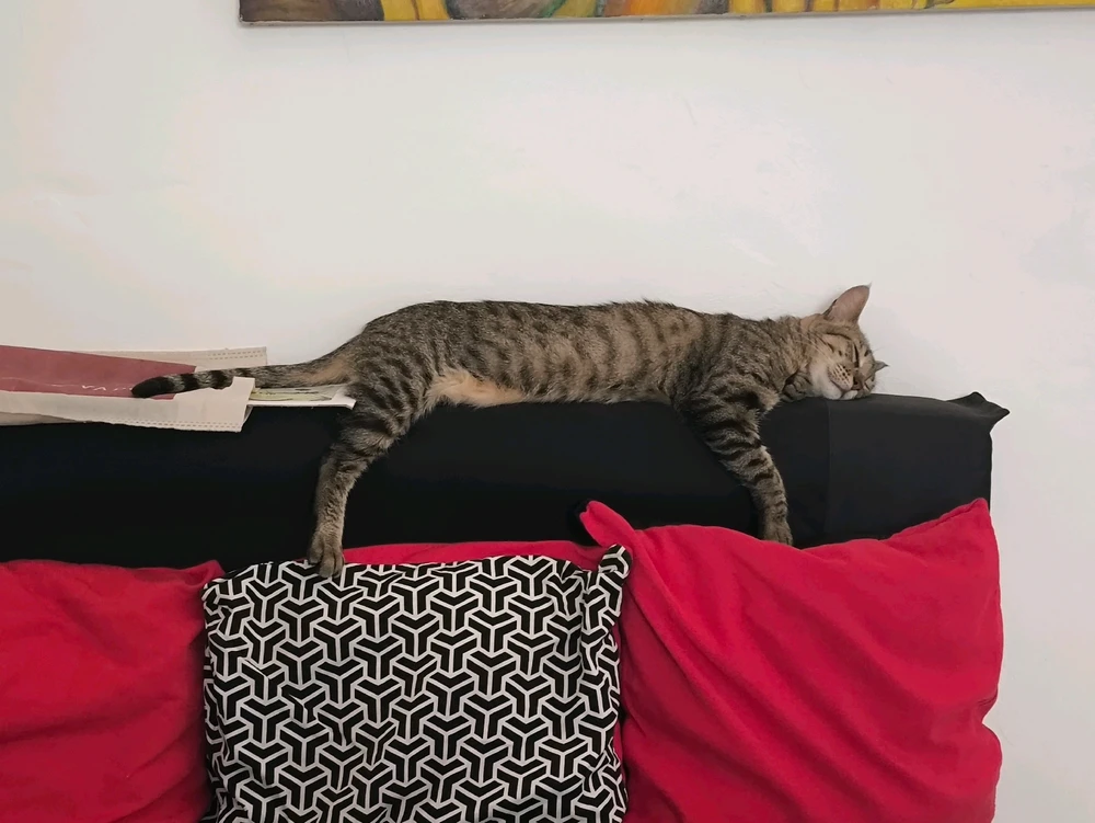 Imagen subida por Nico