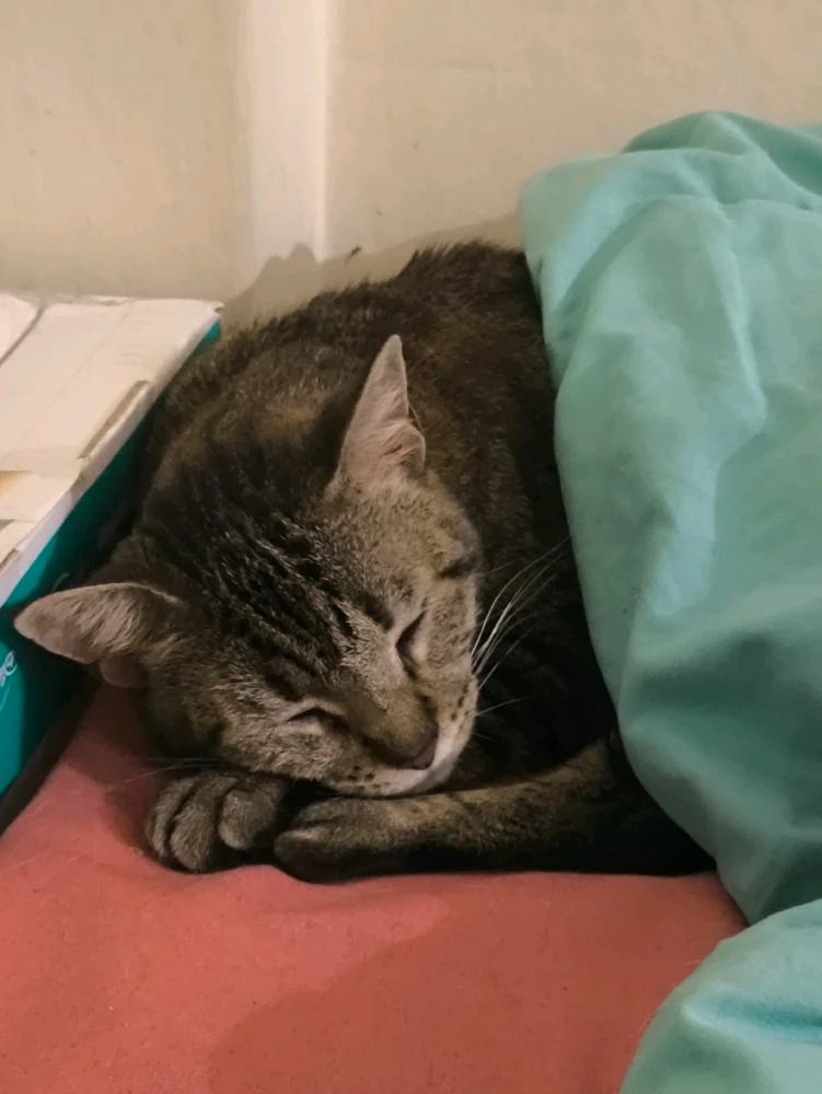 Imagen subida por Nico