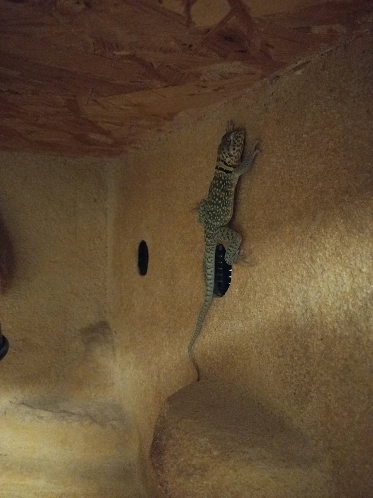 GIF uploaded by Julius