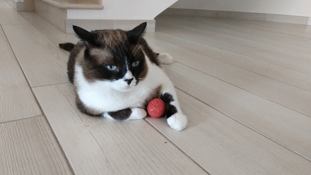 GIF caricata da Alessio