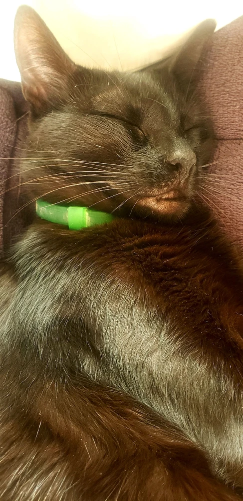 GIF enviado por Nicolas pesegoginski