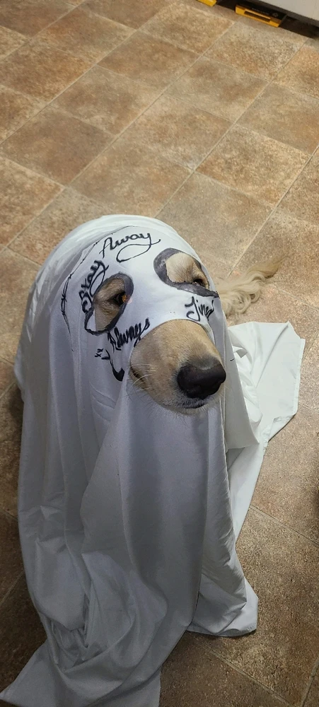 GIF uploaded by SuspeTONE