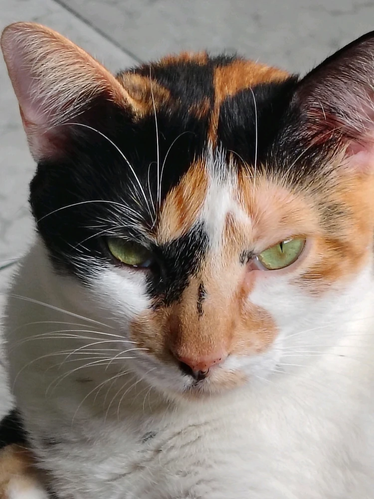 Imagem enviada por Caio Corato