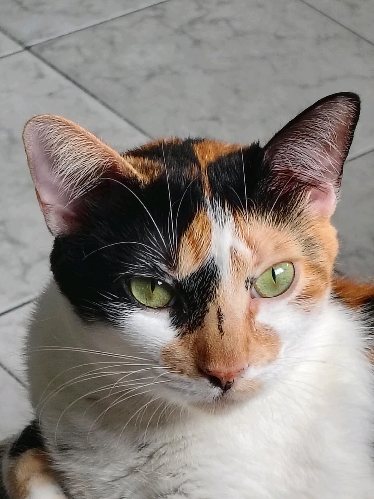 Imagem enviada por Caio Corato