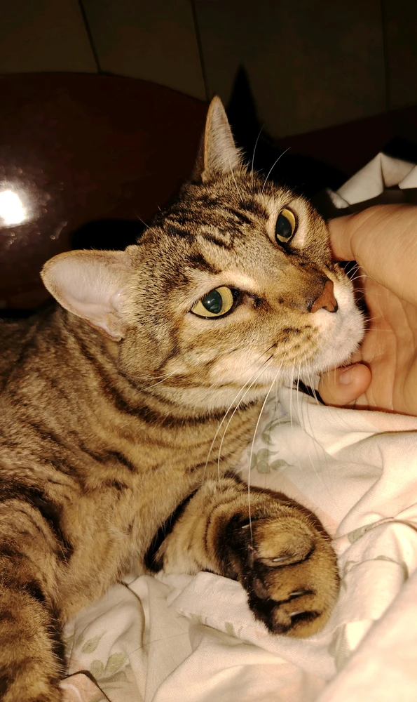 GIF subido por Jorge Rodas