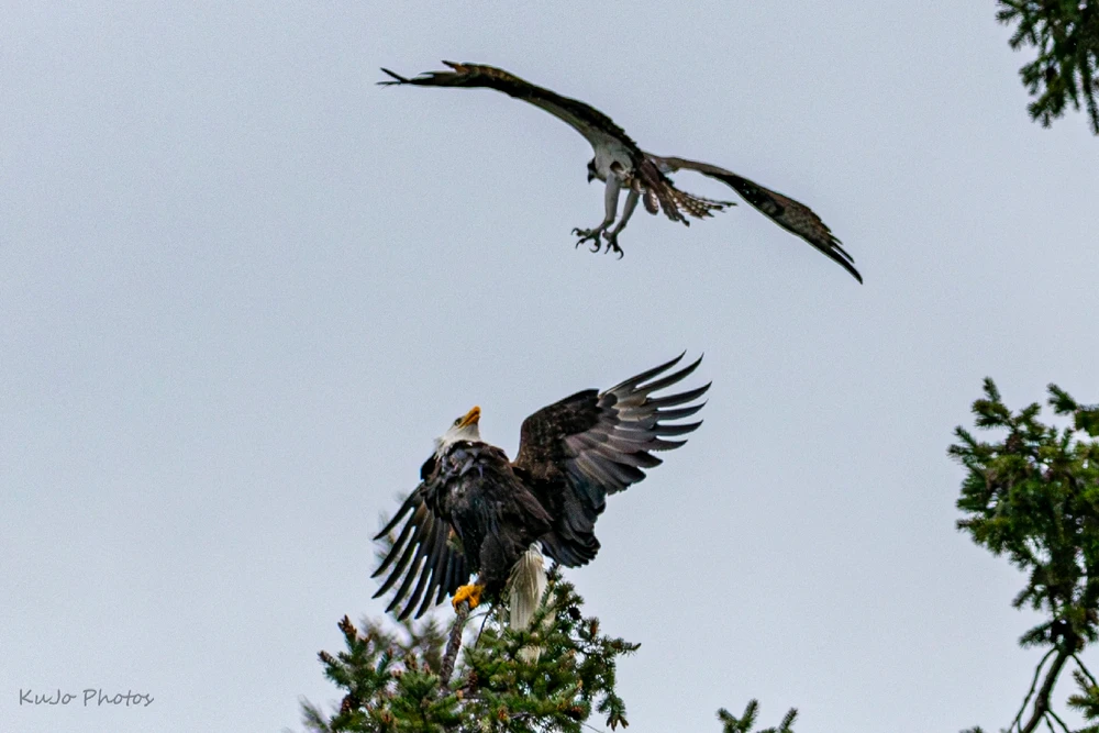 GIF uploaded by Kurtis