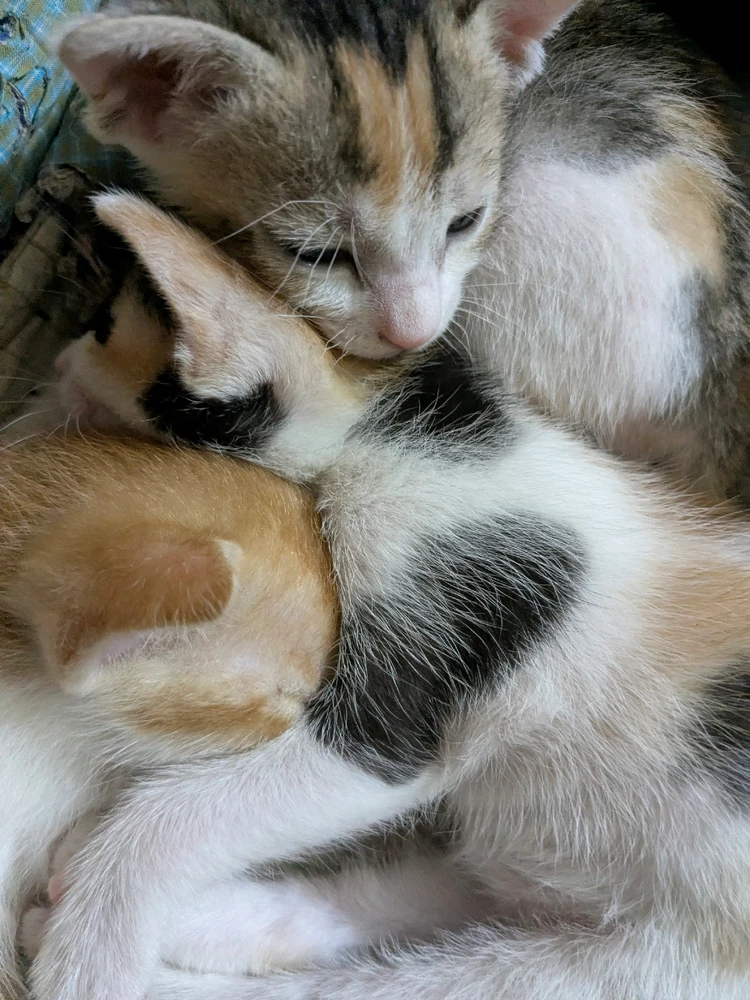 GIF uploaded by Robi Roy