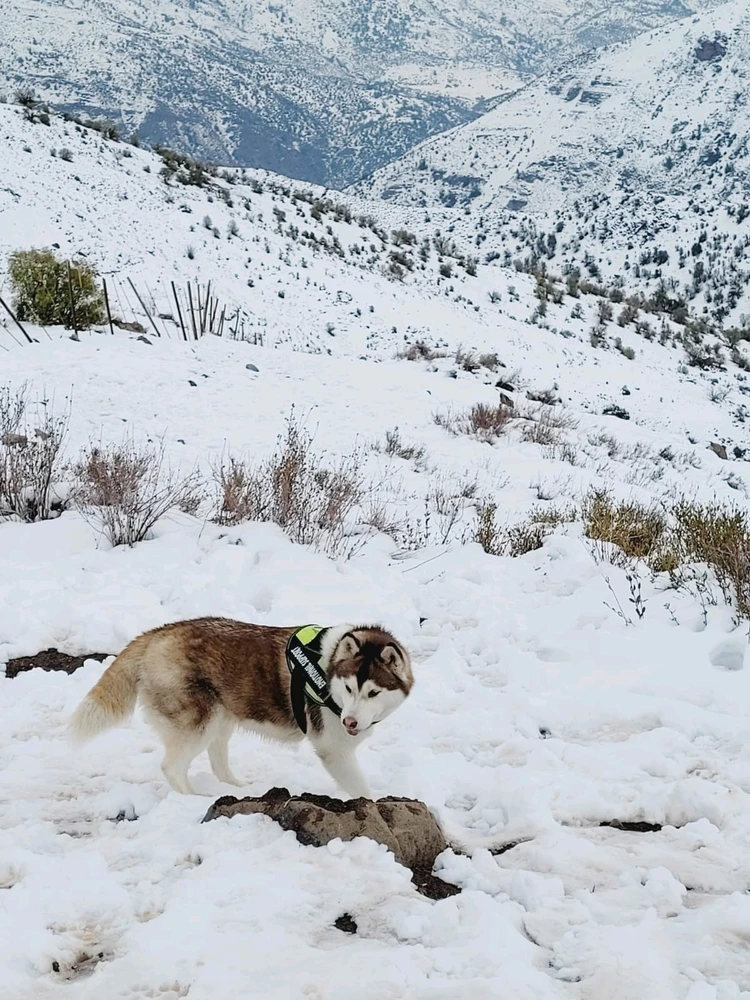 GIF subido por Dani Pchan