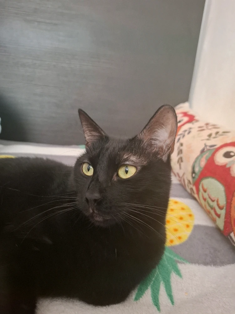 GIF încărcat de Sorina