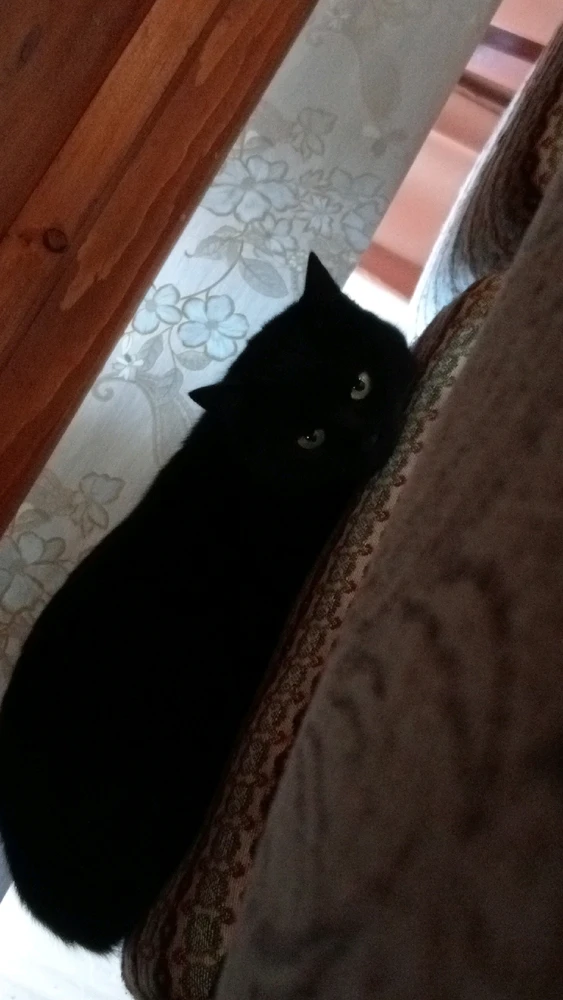 GIF încărcat de Mihai