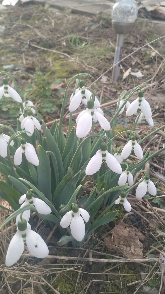 Imagine încărcată de IonComan