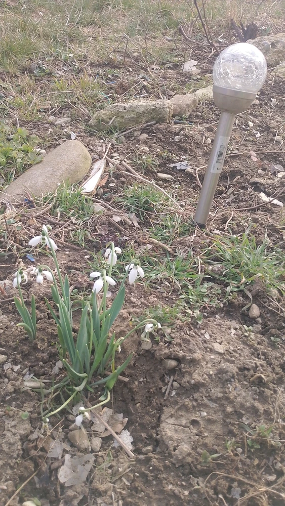 Imagine încărcată de IonComan