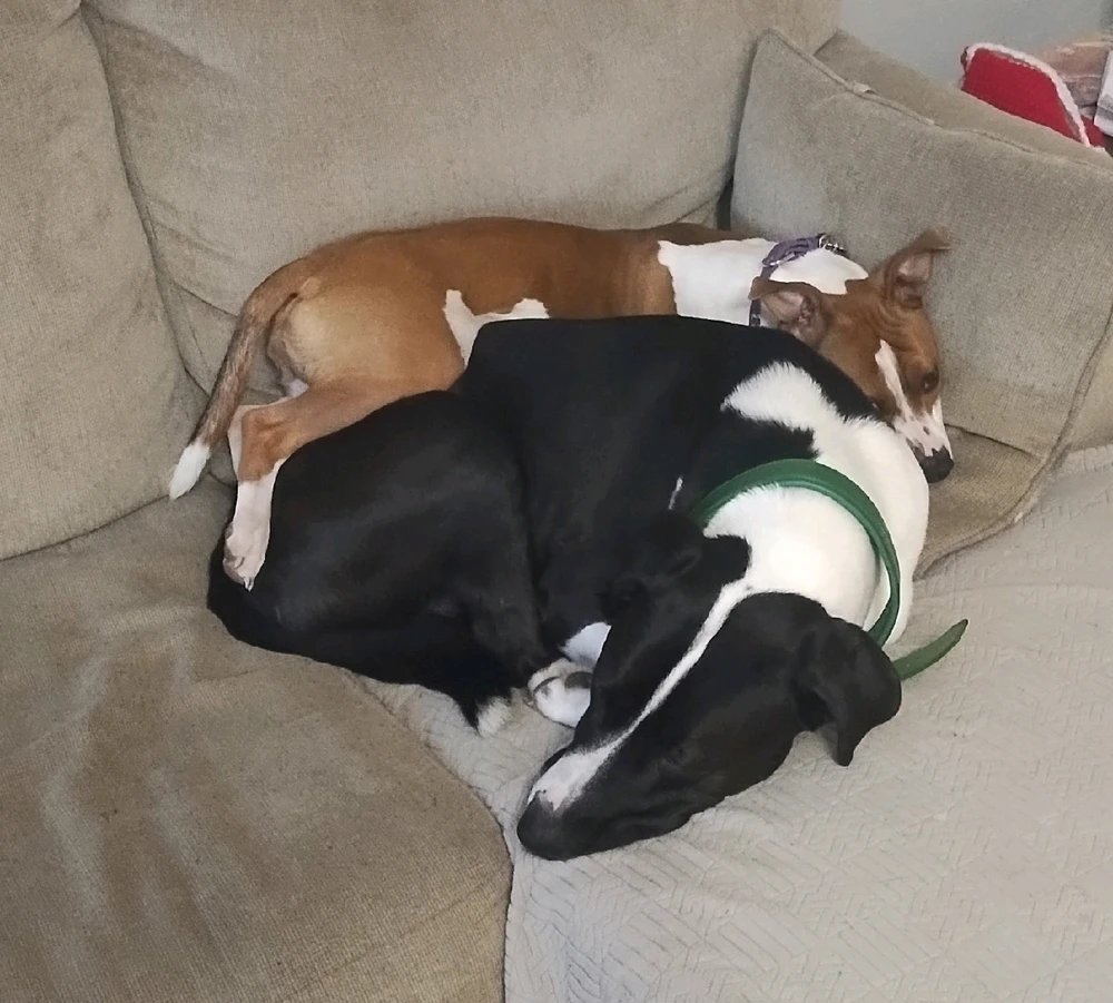 Gambar diunggah dening Steven