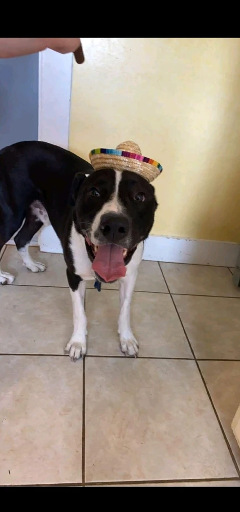 Gambar diunggah dening Steven