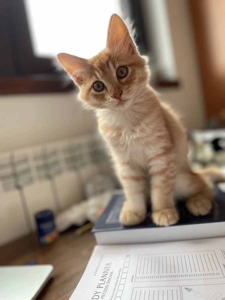 Immagine caricata da Davide