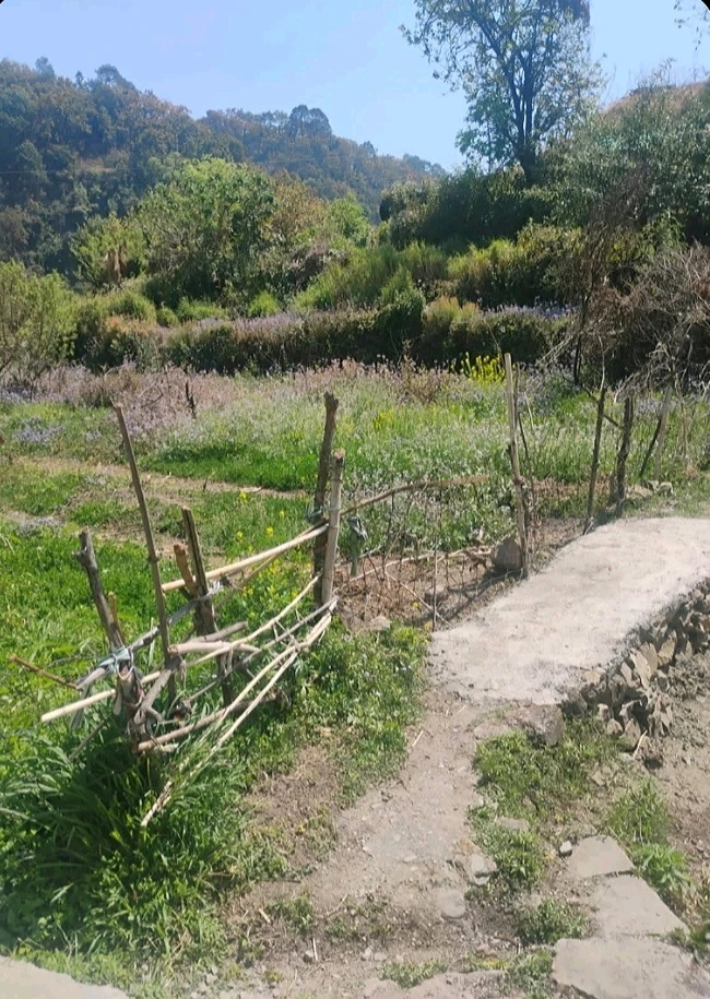 Image uploaded by Sin Nombre