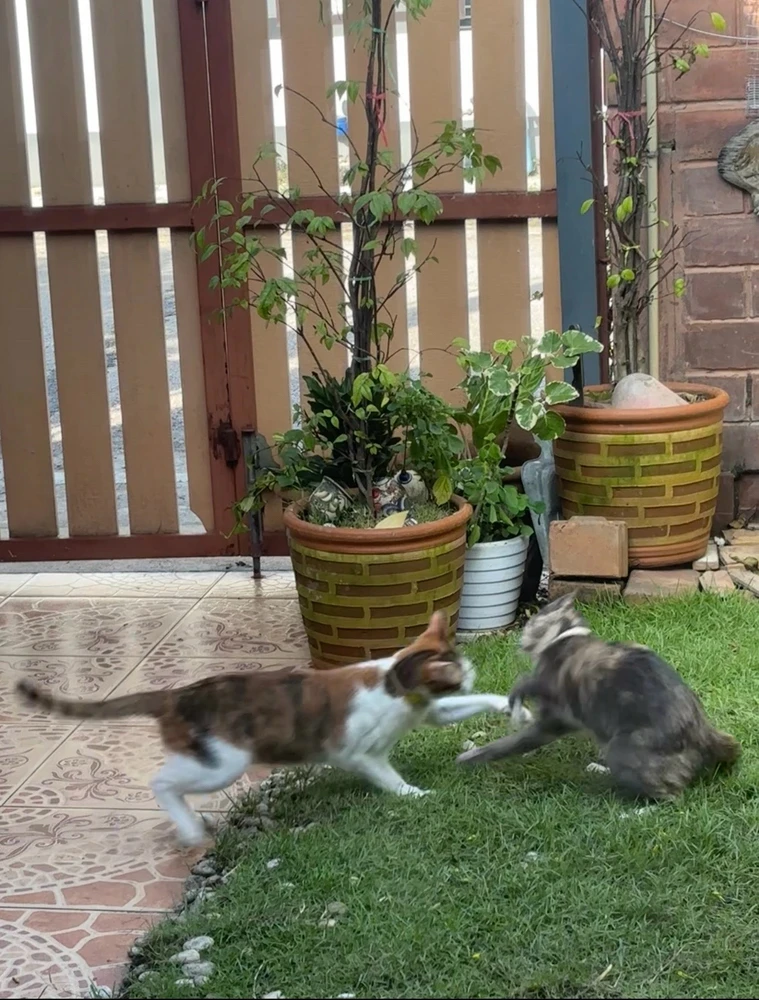 GIF uploaded by Pat♡