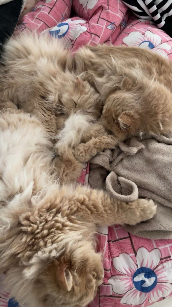 GIF uploaded by Weaam