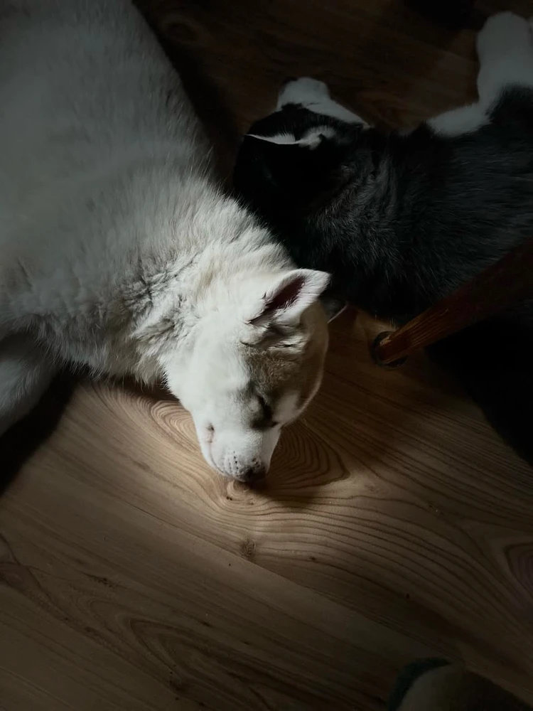 GIF uploaded by Sebastian