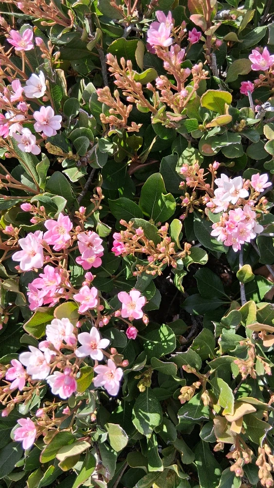 Image uploaded by Crissy