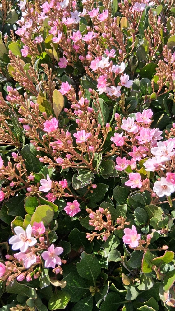 Image uploaded by Crissy