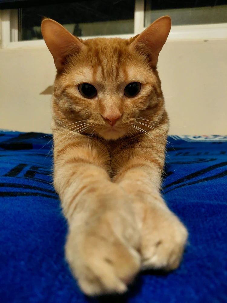 GIF uploaded by Gavin