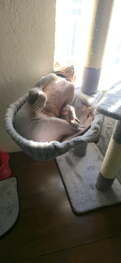 GIF uploaded by Jazz