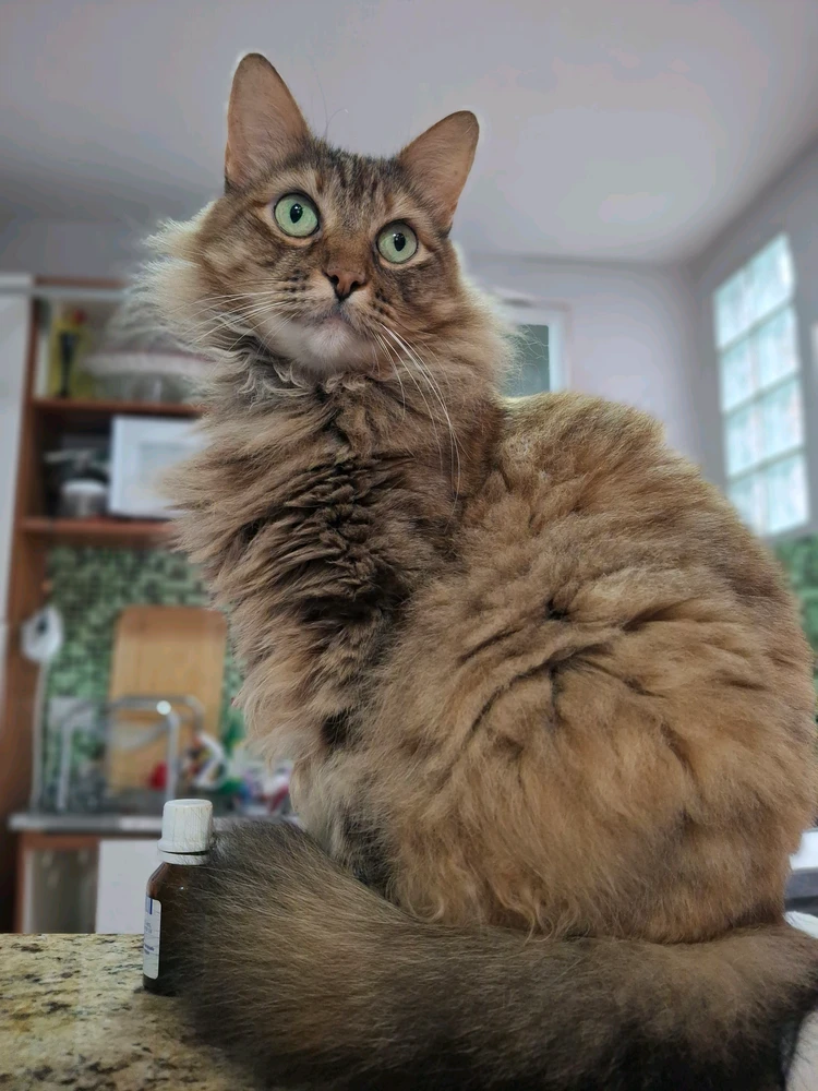 Imagem enviada por Maria Eduarda