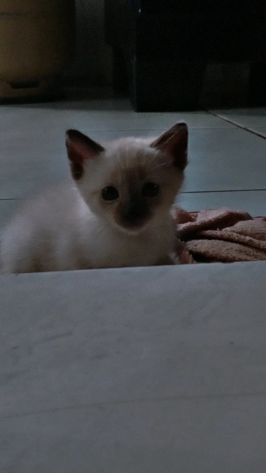 GIF enviado por Lucas Veiga