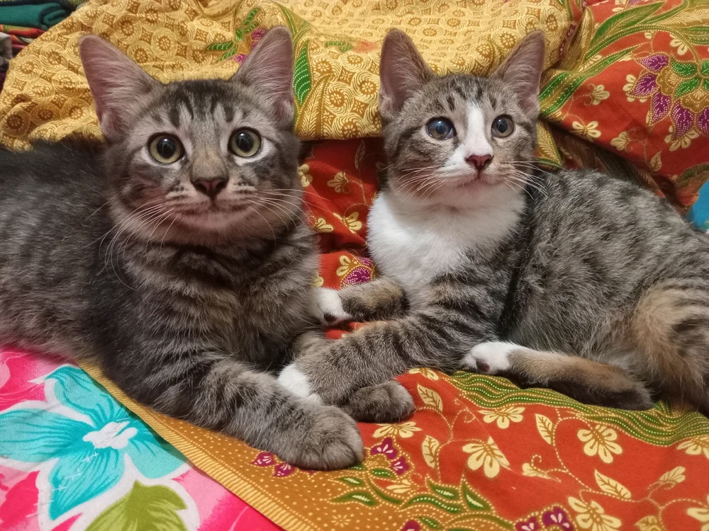 GIF diunggah oleh Veinshinny