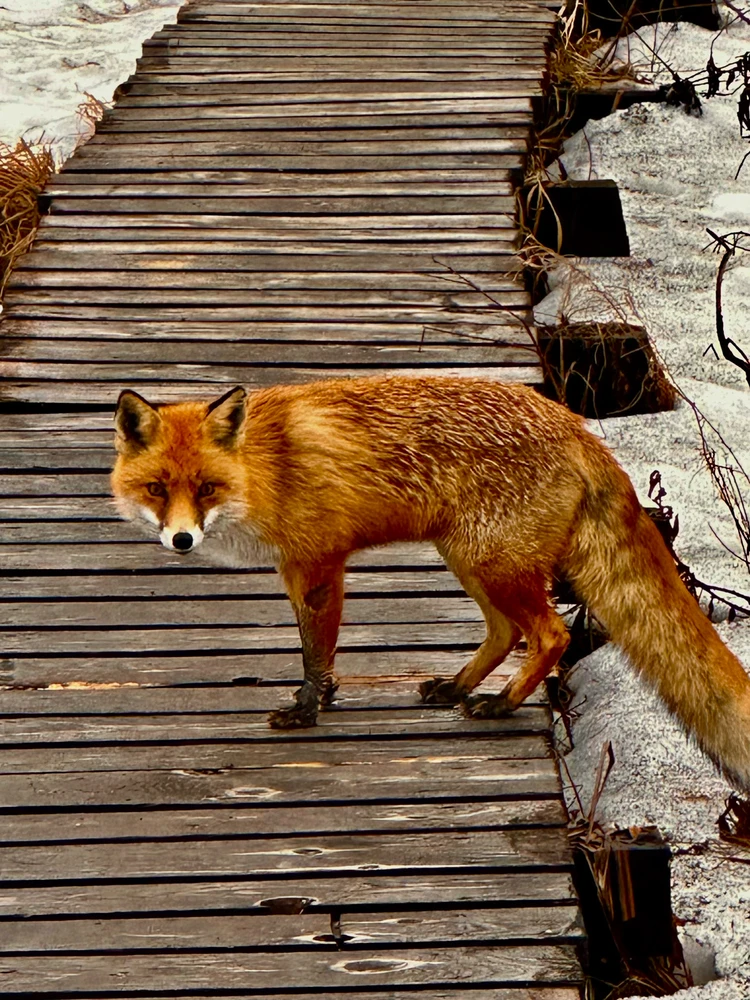 Zdjęcie dodane przez PrivLiquiDuck