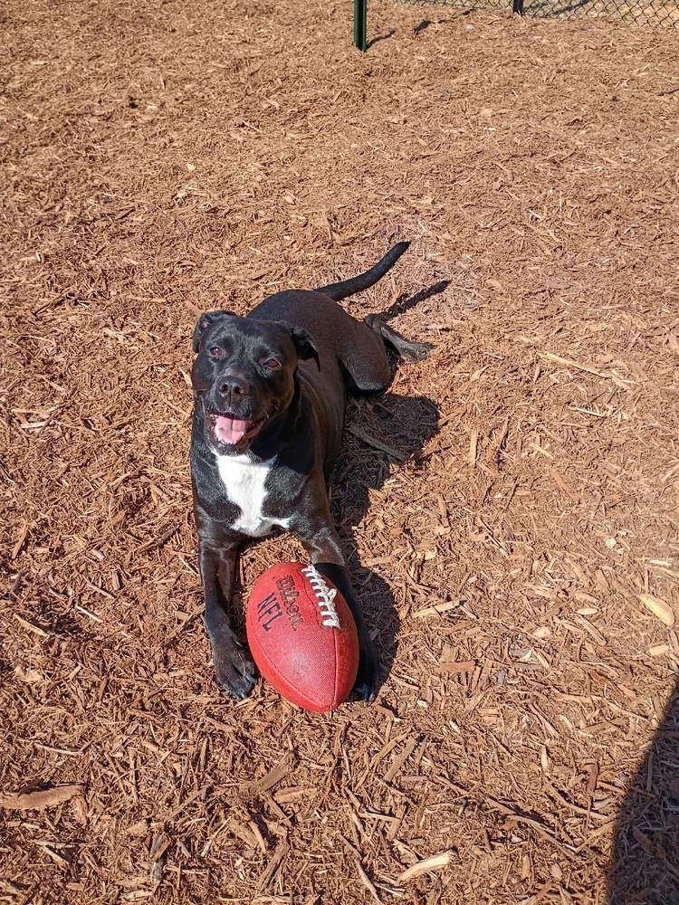 GIF uploaded by Todd