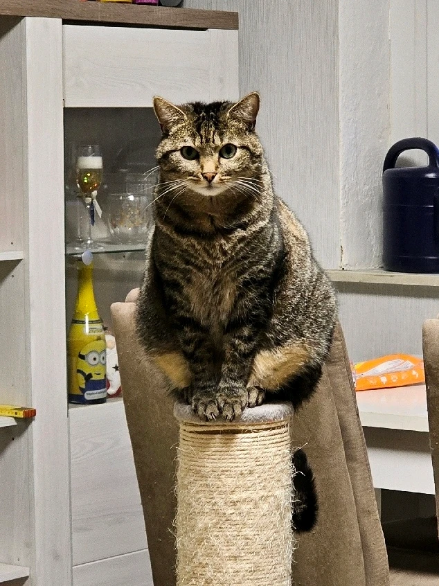 GIF hochgeladen von Steffi