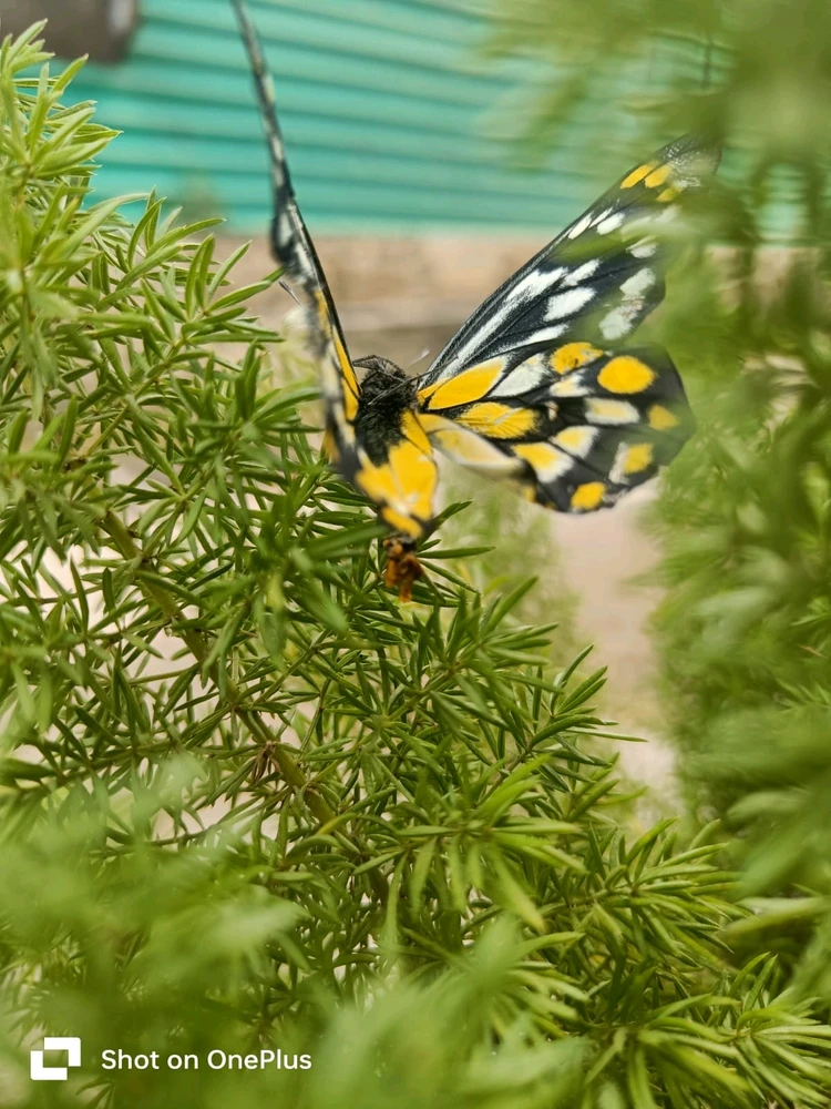 Gambar diunggah dening Arjun  Gupta