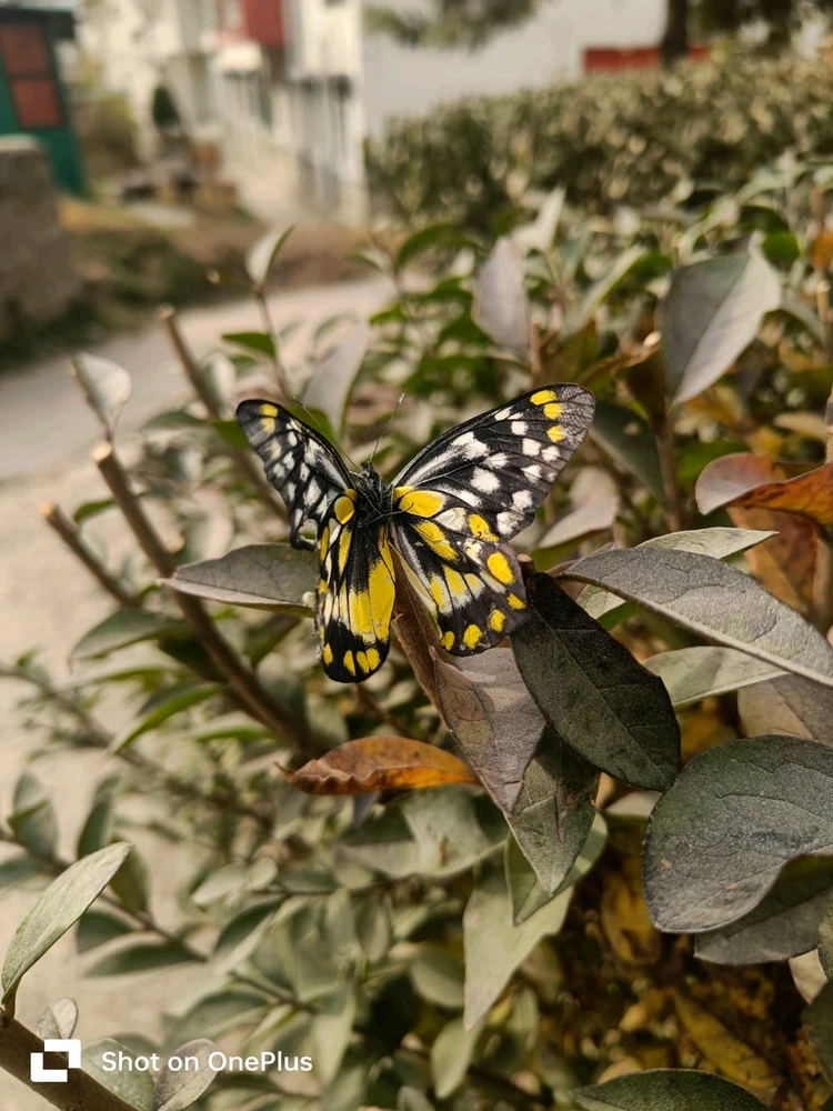 Gambar diunggah dening Arjun  Gupta