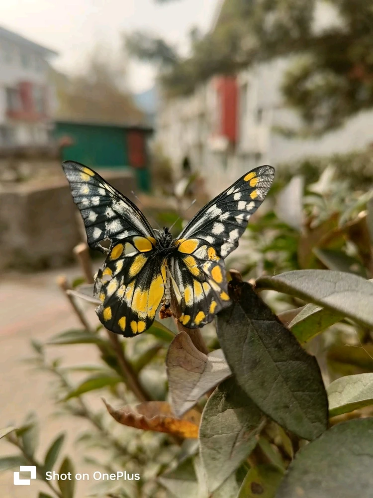 Gambar diunggah dening Arjun  Gupta