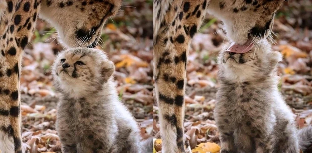 GIF uploaded by Wenhuan