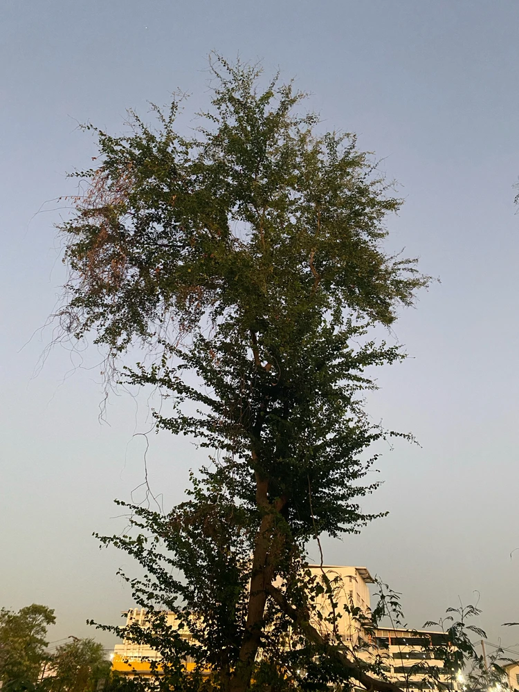 Image uploaded by Kan